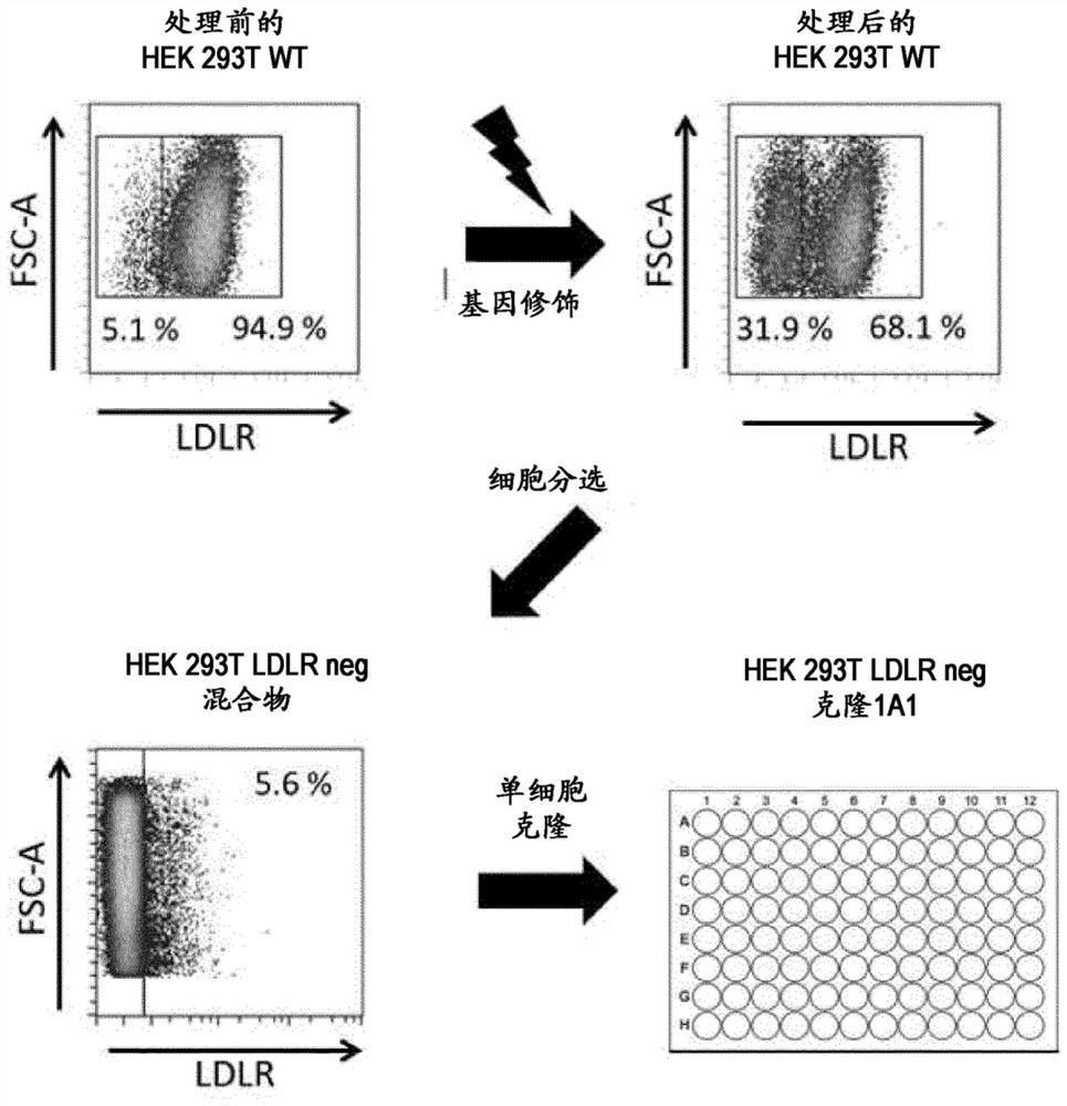 Ldlr negative packaging cell line for the production of vsv-g pseudotyped retroviral vector particles or virus particles thereof