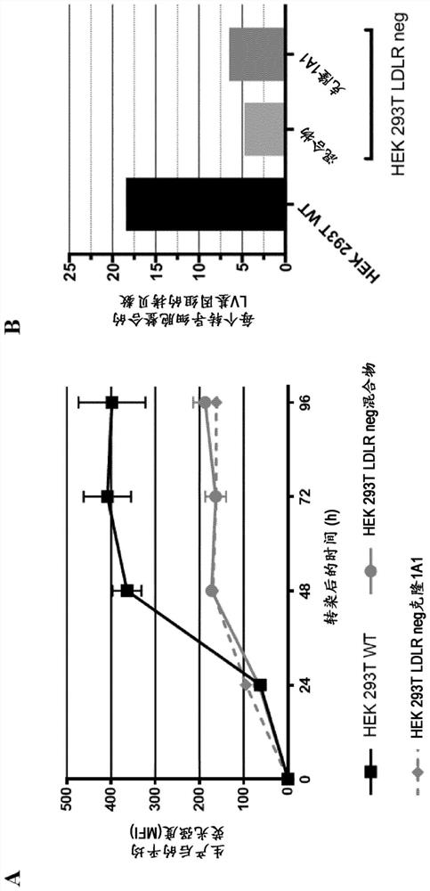 Ldlr negative packaging cell line for the production of vsv-g pseudotyped retroviral vector particles or virus particles thereof