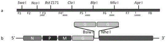 Construction and culture methods of recombinant rabies virus