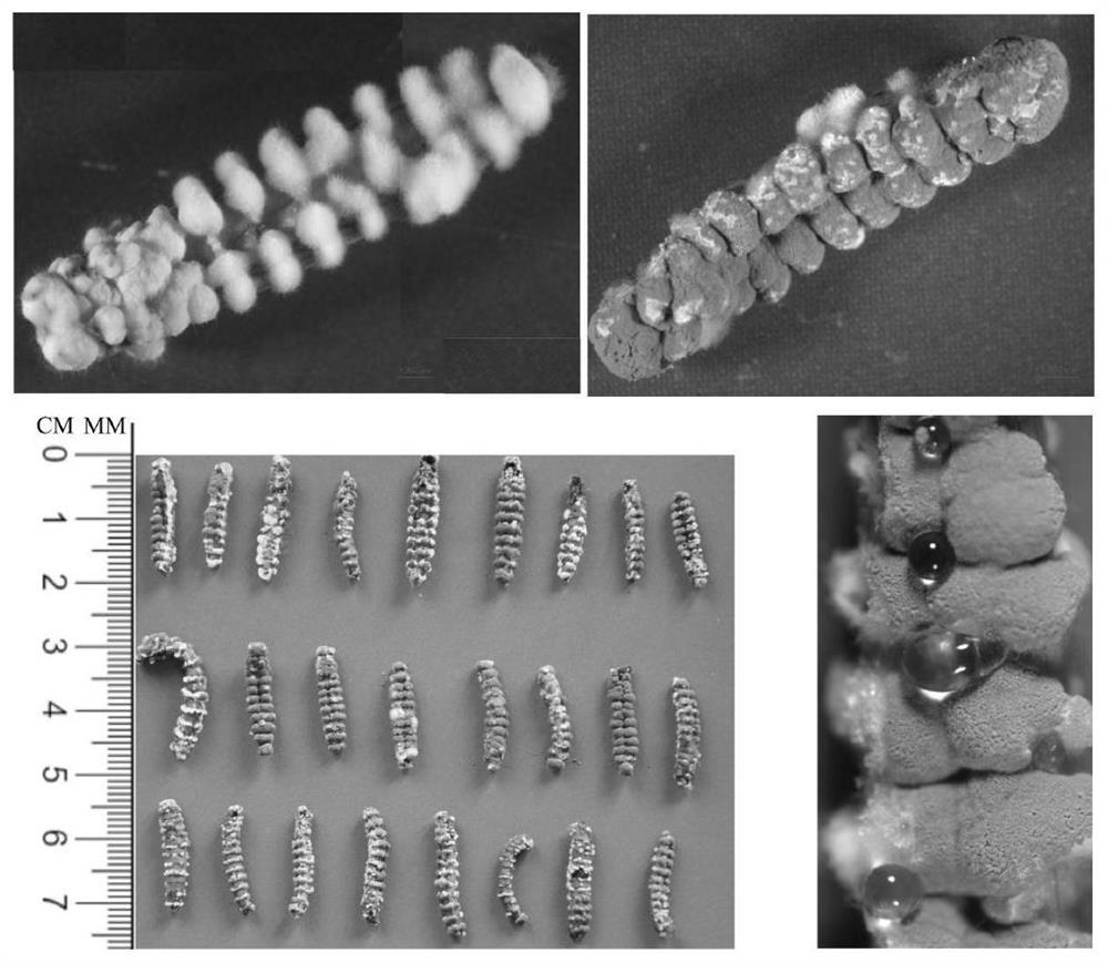 A strain of Metarhizium anisopliae and its application