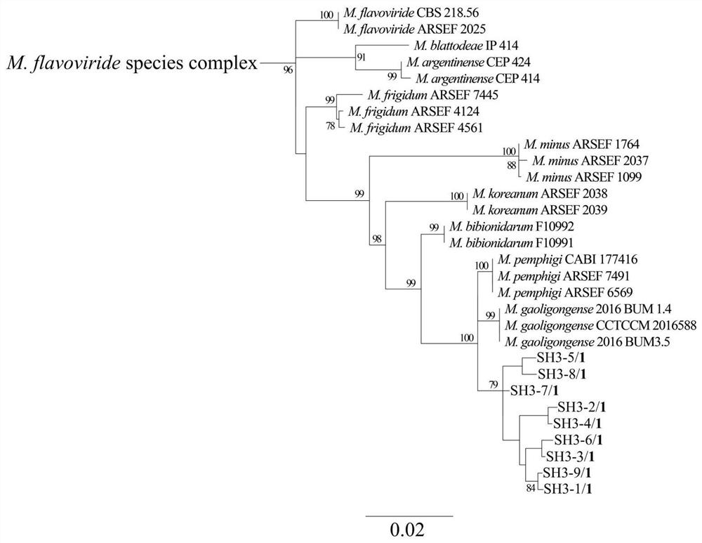 A strain of Metarhizium anisopliae and its application