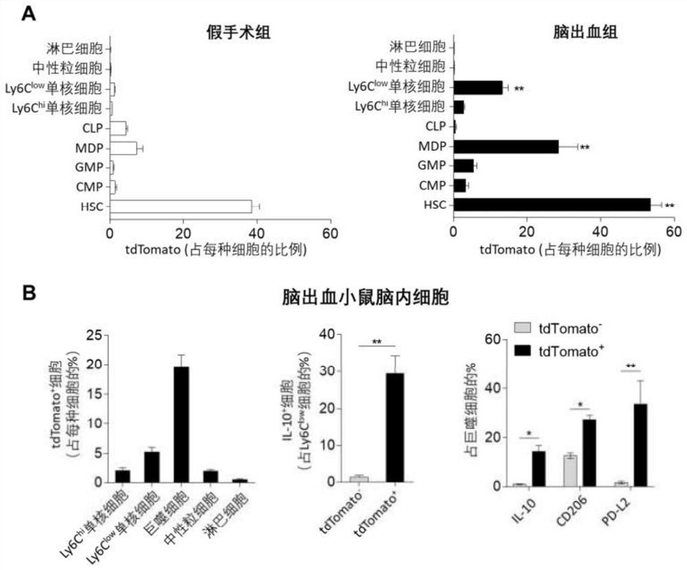 Application of beta 3-adrenergic receptor agonist in preparation of medicine for treating brain injury