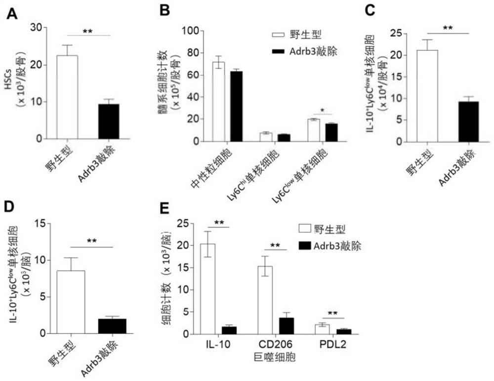 Application of beta 3-adrenergic receptor agonist in preparation of medicine for treating brain injury