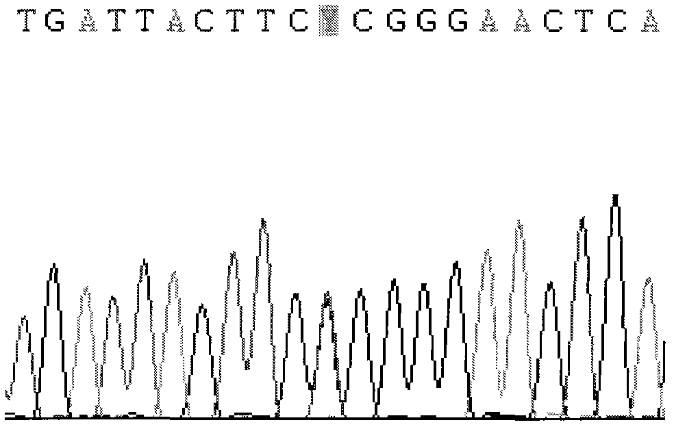 CYP2C9 gene segment comprising 679C&gt;T, coded protein segment and application thereof