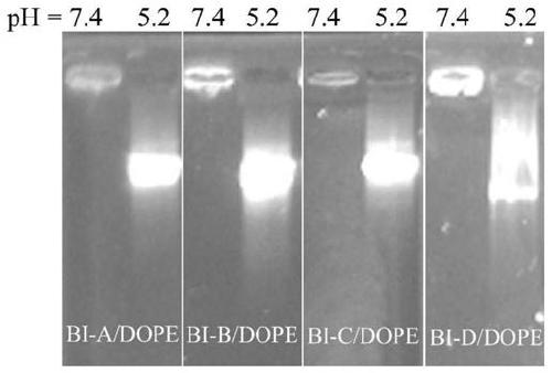 Macrocyclic polyamine amphiphile compound based on green fluorescent protein chromophore bi and its preparation method and use