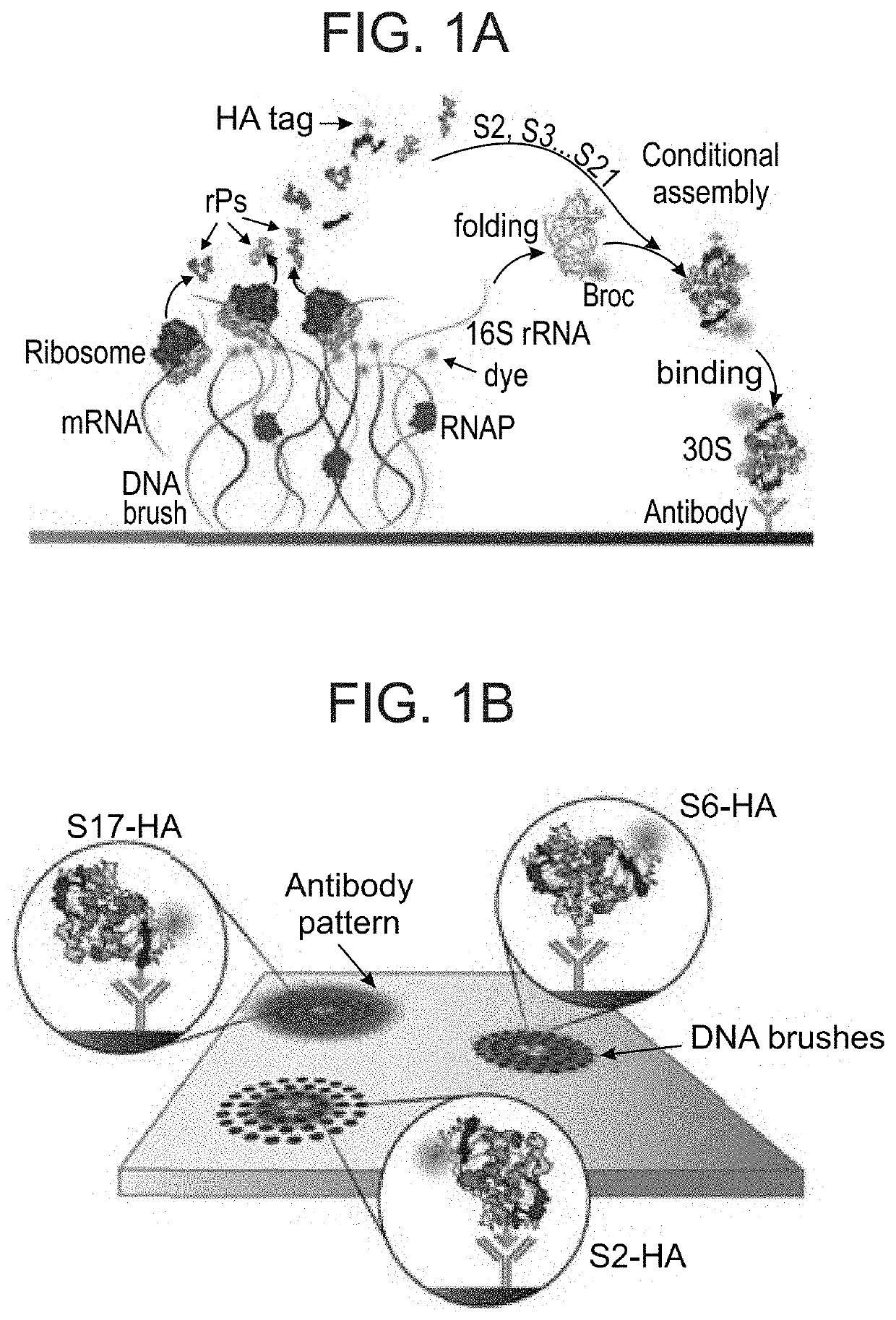 Assembly of protein complexes on a chip