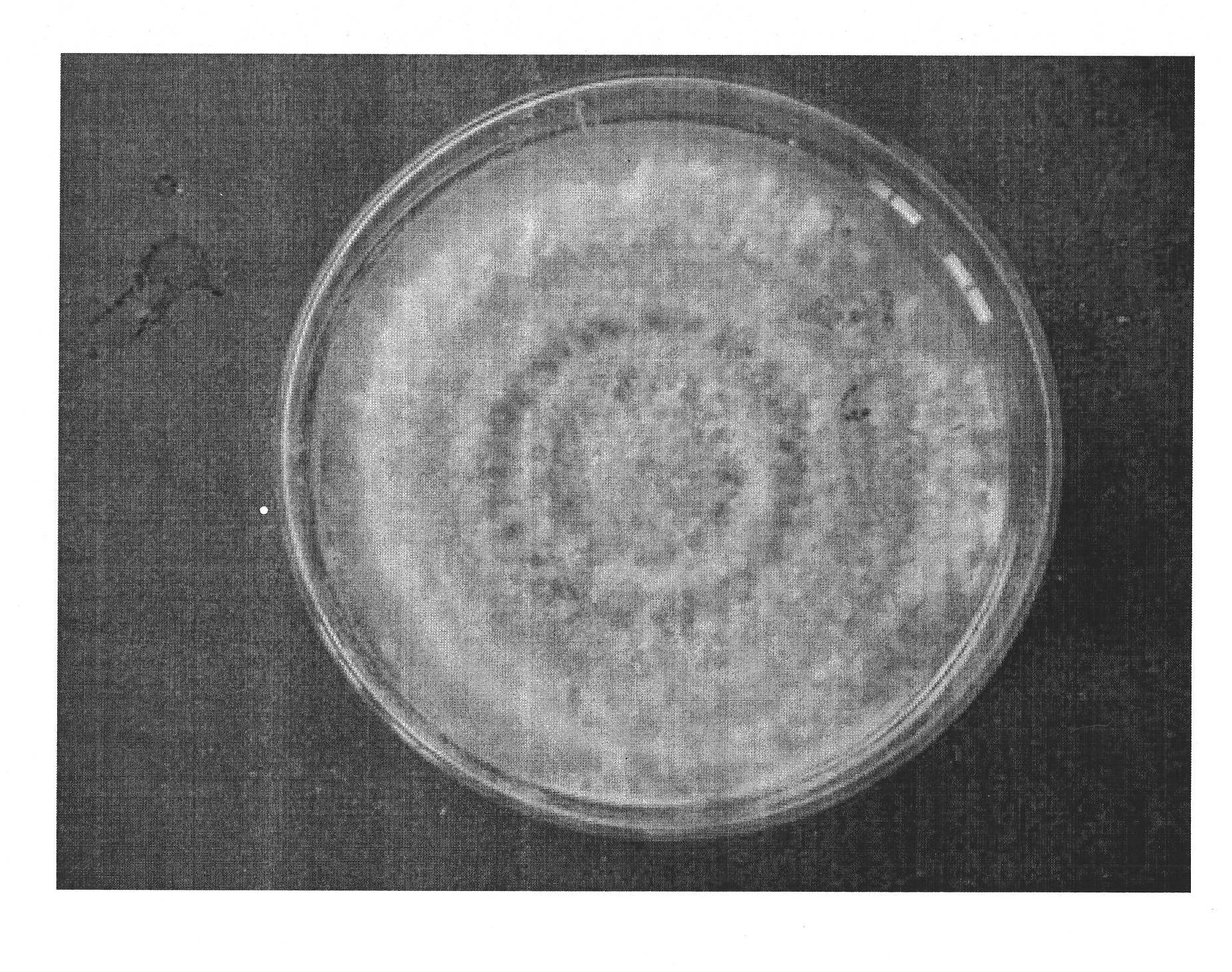 Inonotus obliquus and method for extracting triterpennoids from same