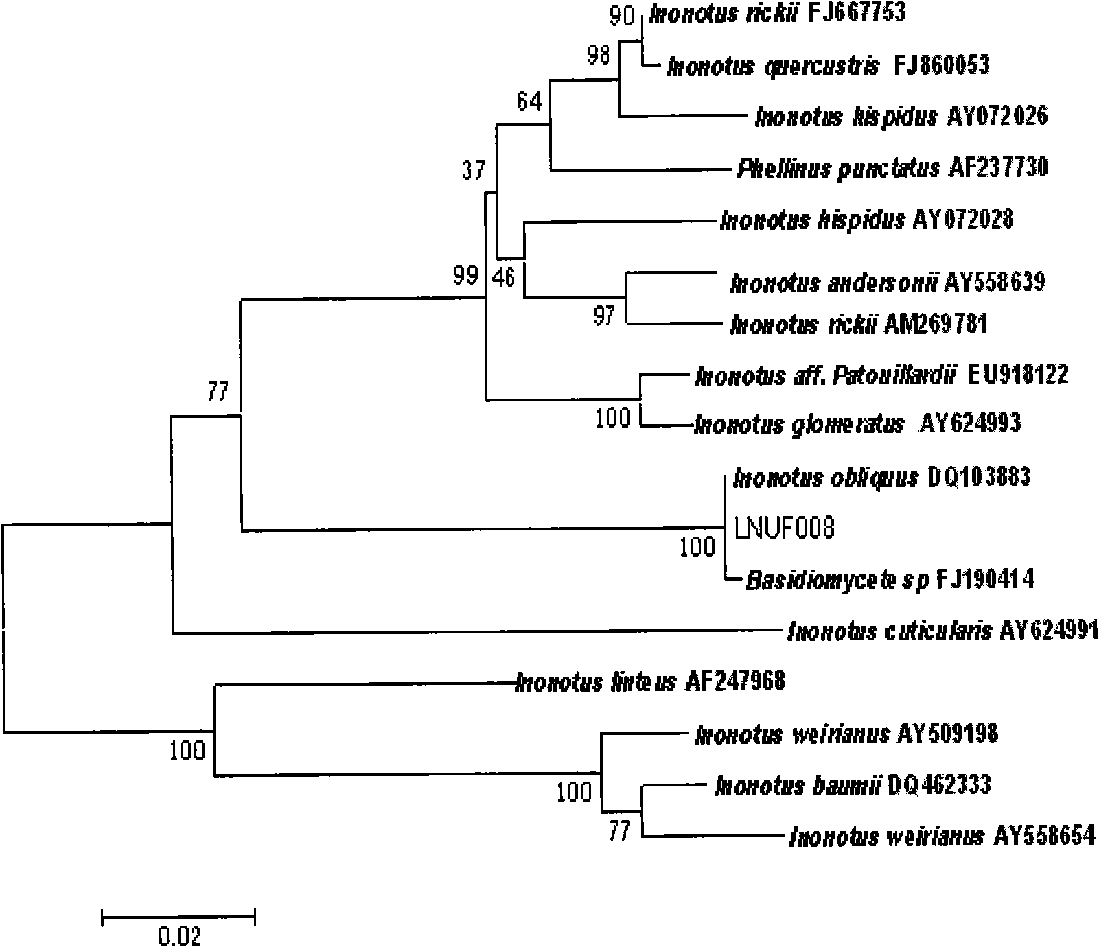 Inonotus obliquus and method for extracting triterpennoids from same