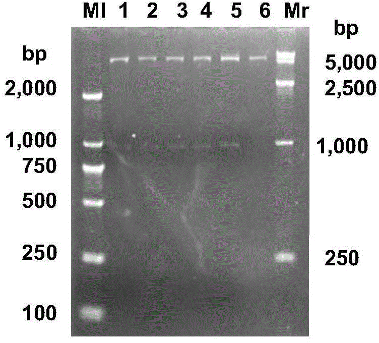 Genetic engineering-modified staphylococcus aureus staphylophage lyase as well as preparation method and application thereof