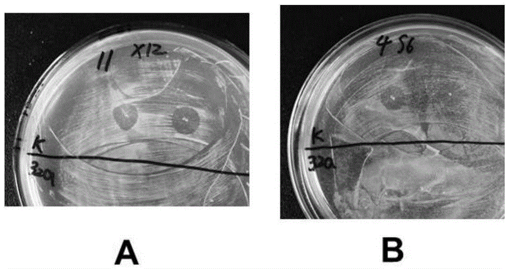 Genetic engineering-modified staphylococcus aureus staphylophage lyase as well as preparation method and application thereof