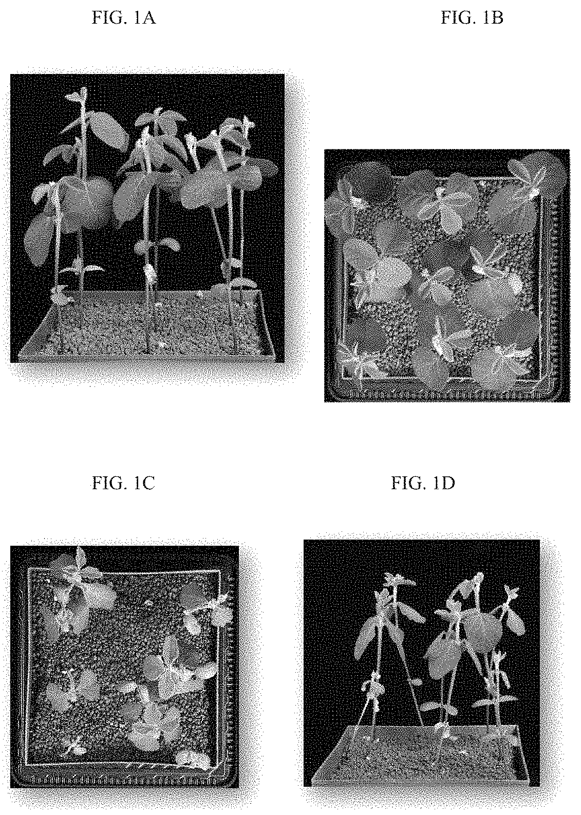 Method of promoting plant growth effects