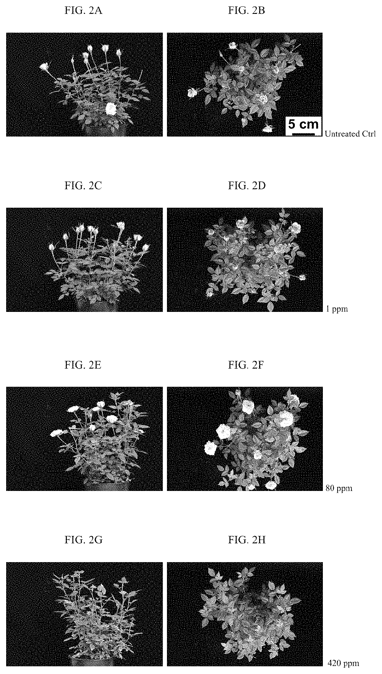 Method of promoting plant growth effects