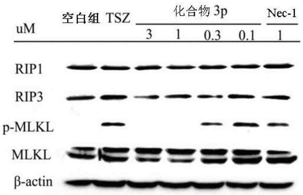 Benzyl-1H-pyrazole and benzyl-1H-pyrazole derivatives, and preparation method and application thereof