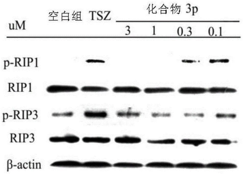 Benzyl-1H-pyrazole and benzyl-1H-pyrazole derivatives, and preparation method and application thereof