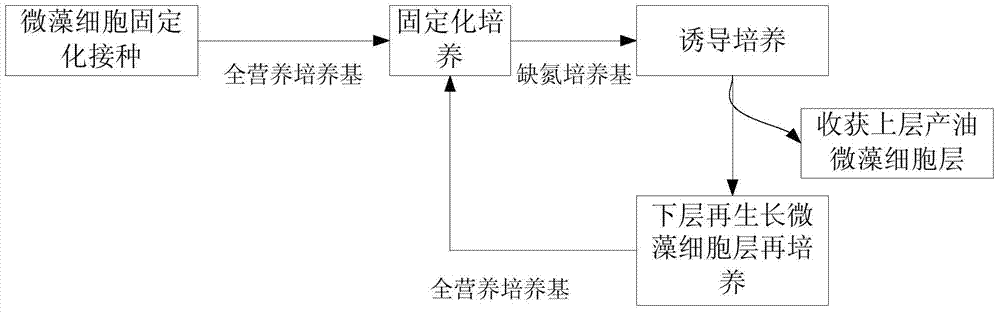 A kind of oil production method of immobilized culture of microalgae