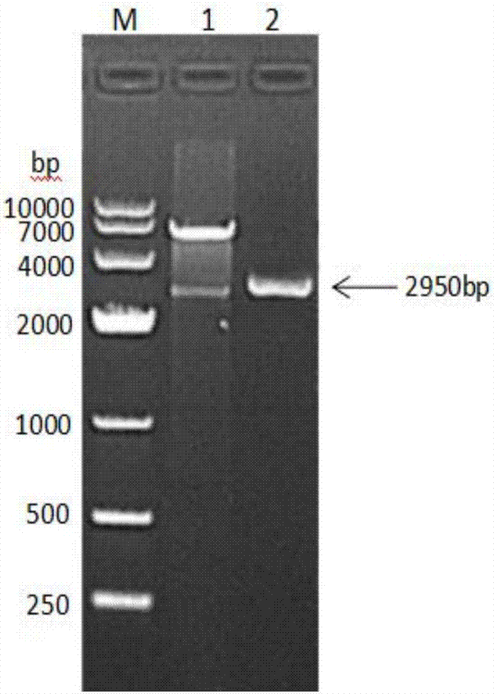 Pig albumin-interferon alpha-interleukin 2 fusion protein as well as preparation method and encoding gene thereof, and long-acting interferon