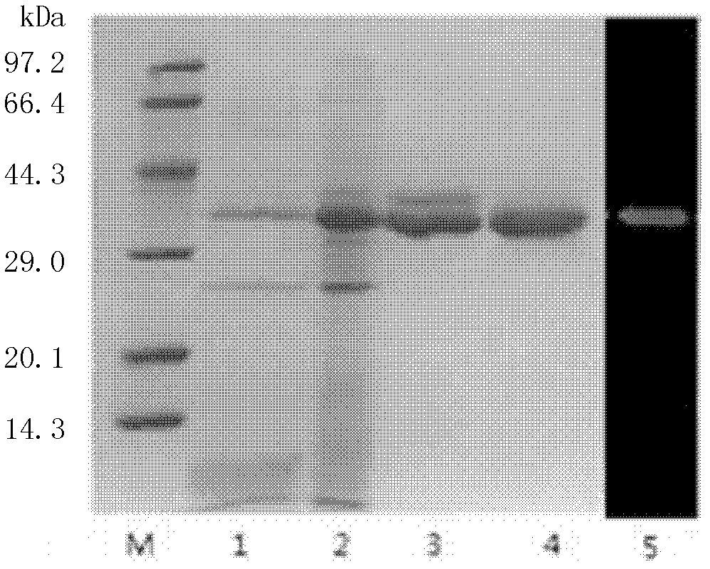 Rhizomucor miehei strain and application thereof to preparation of Beta-glucanase and chymosin