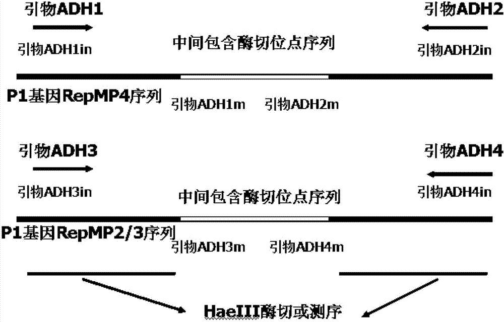 Mycoplasma pneumonia P1-RFLP gene typing and detecting primer and method