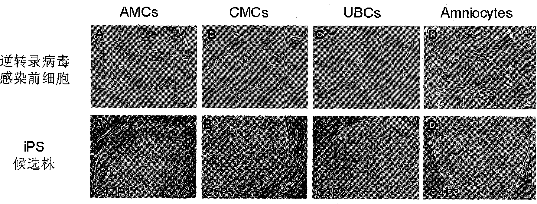 Cell type used for producing induced pluripotent stem (iPS) cells and preparation method and application thereof