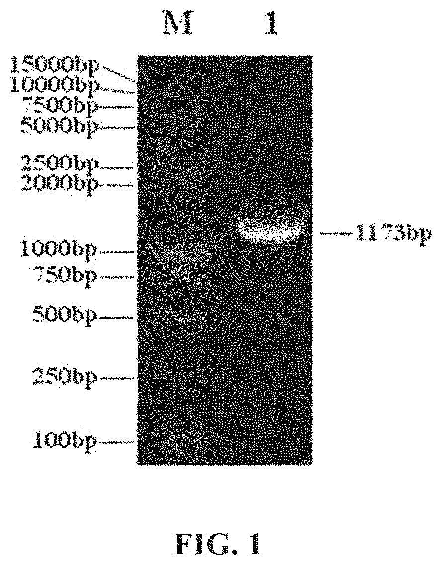 Isolated Recombinant Oncolytic Adenoviruses, Pharmaceutical Compositions, and Uses Thereof for Drugs for Treatment of Tumors and/or Cancers