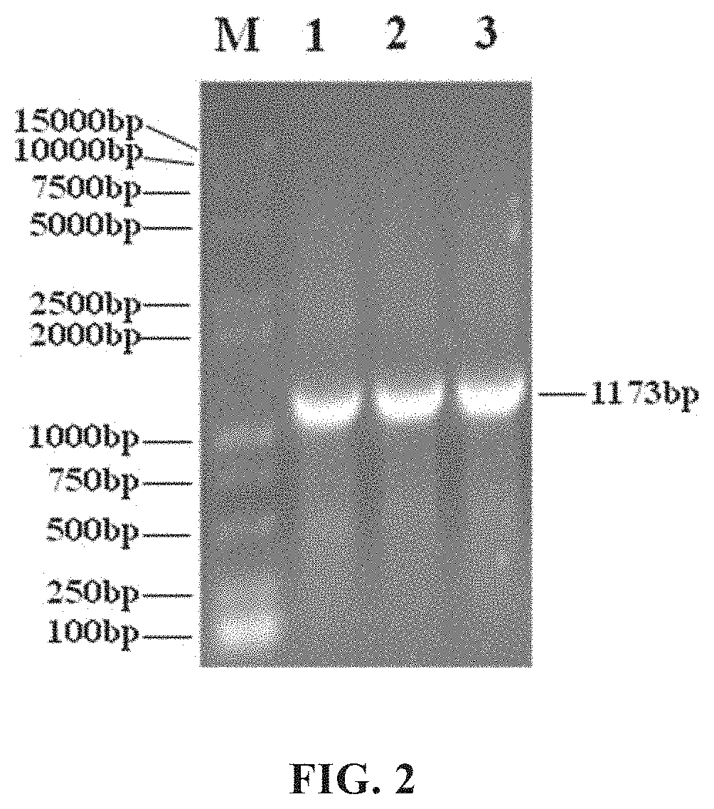 Isolated Recombinant Oncolytic Adenoviruses, Pharmaceutical Compositions, and Uses Thereof for Drugs for Treatment of Tumors and/or Cancers