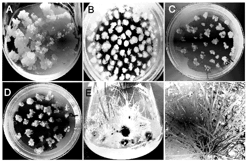 Phragmites complexin gene papcs and its application