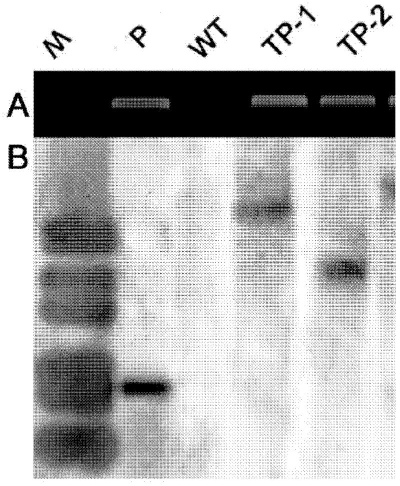 Phragmites complexin gene papcs and its application