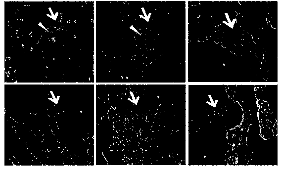 Co-culturing method of human primary hepatocytes and liver nonparenchymal cells