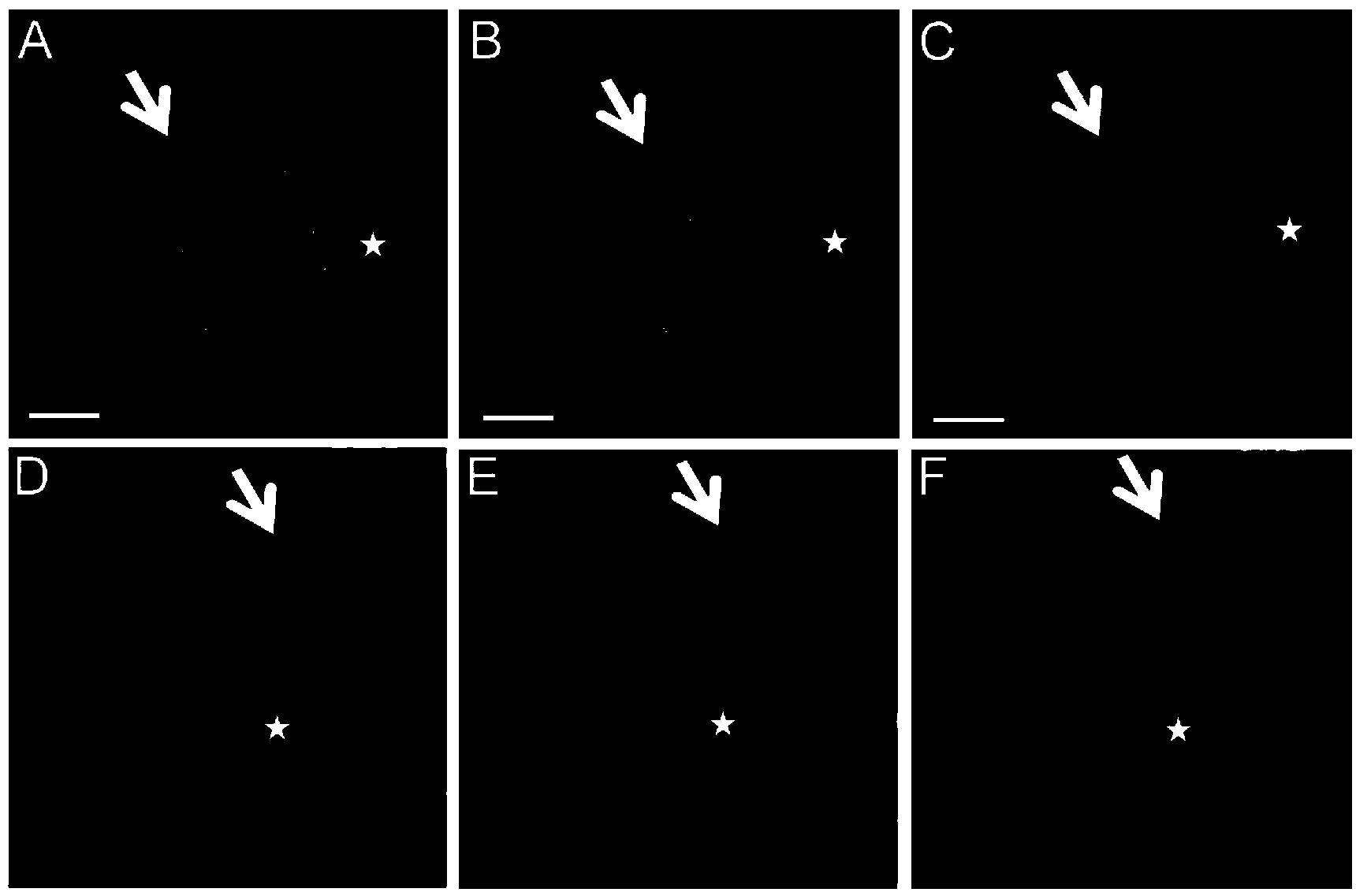 Co-culturing method of human primary hepatocytes and liver nonparenchymal cells