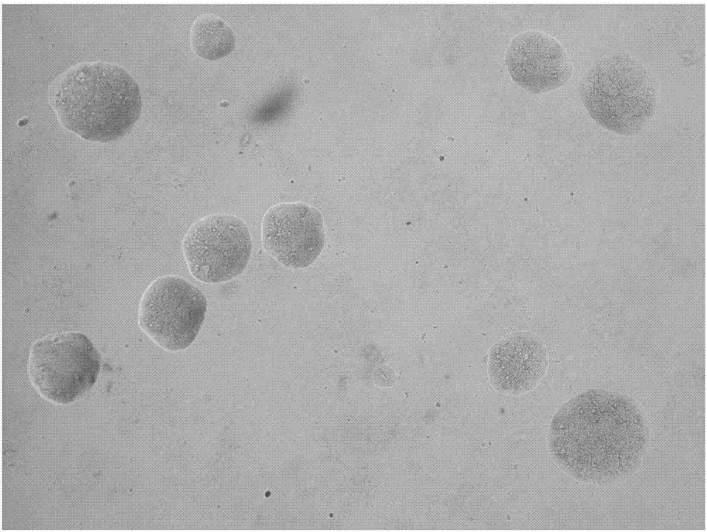 Mycoplasma columbinum and application thereof