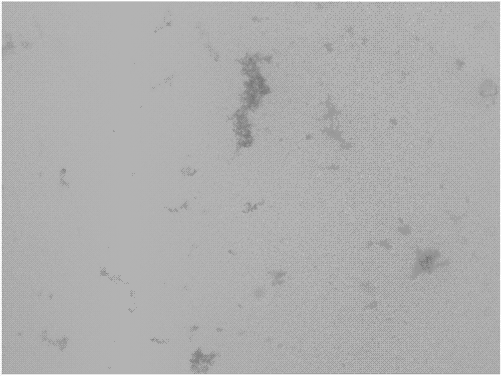 Mycoplasma columbinum and application thereof