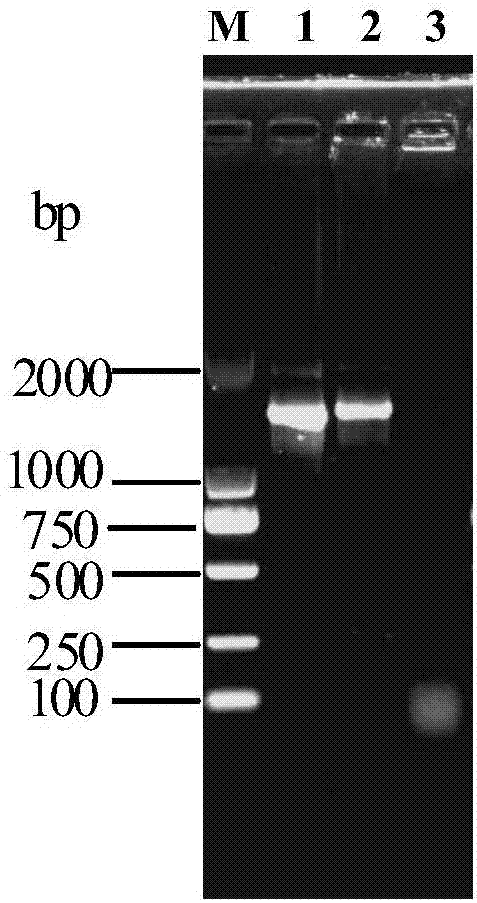 Mycoplasma columbinum and application thereof