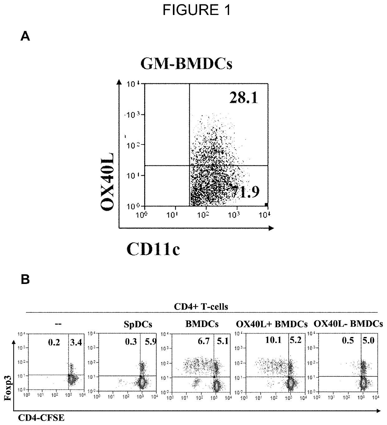 T-REG cell expansion