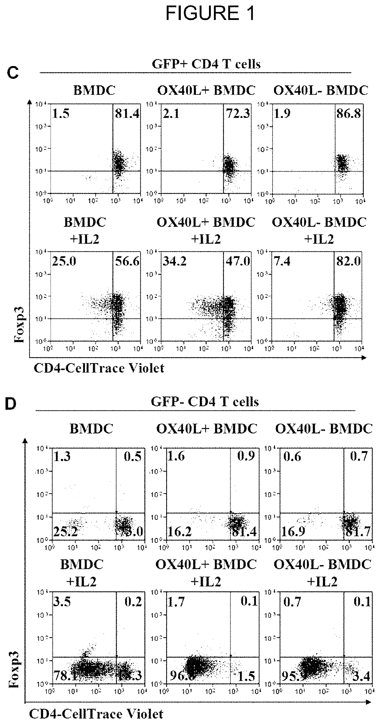 T-REG cell expansion