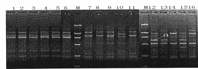 Method for identifying Rhizoma Corydalis Repentis