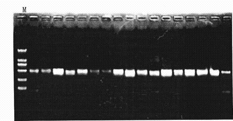 Method for identifying Rhizoma Corydalis Repentis