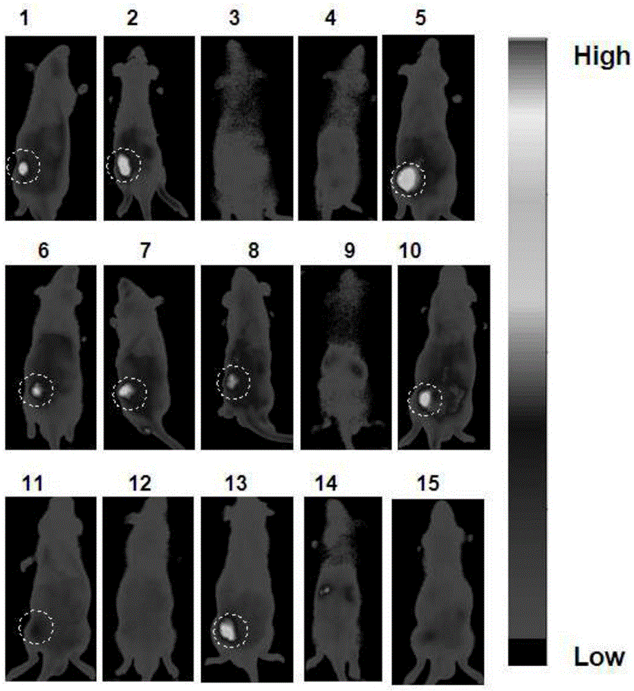 Mitochondrion-targeted heptamethine indocyanine dye, preparation method and application