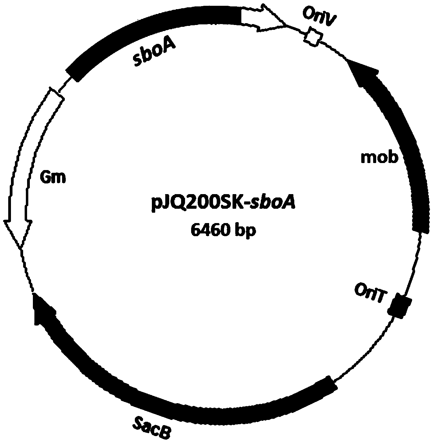 Function identification of antimony oxidase gene sboA in agrobacterium tumefaciens