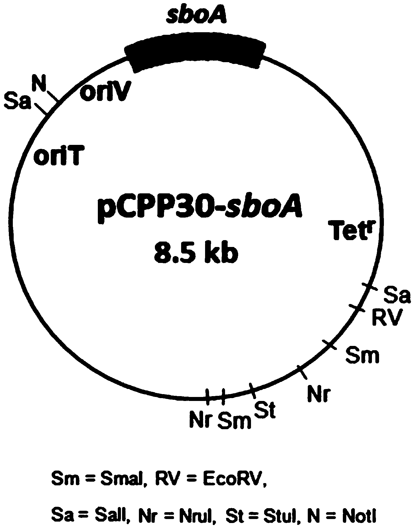 Function identification of antimony oxidase gene sboA in agrobacterium tumefaciens