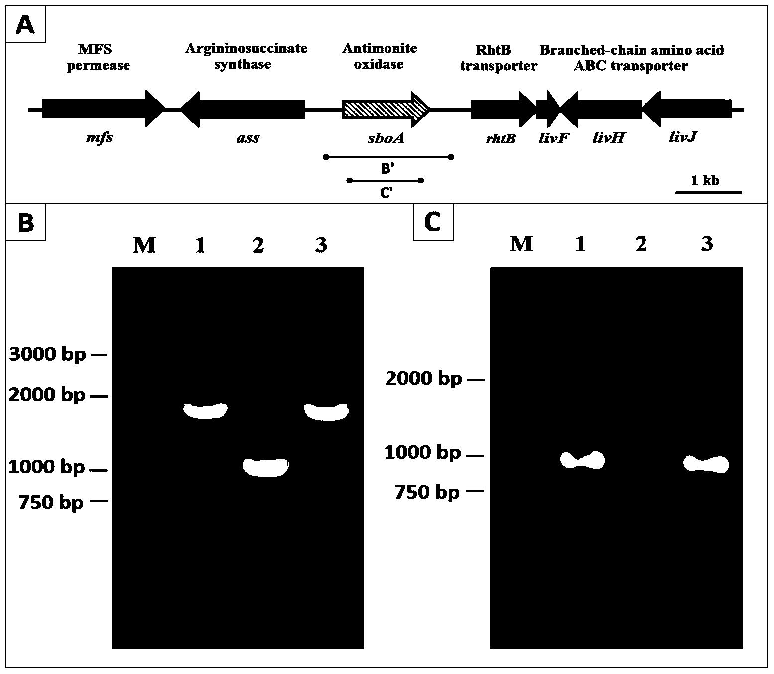 Function identification of antimony oxidase gene sboA in agrobacterium tumefaciens