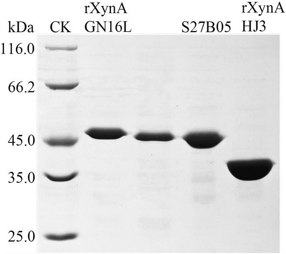 Xylanase thermohaline modified mutant and application thereof