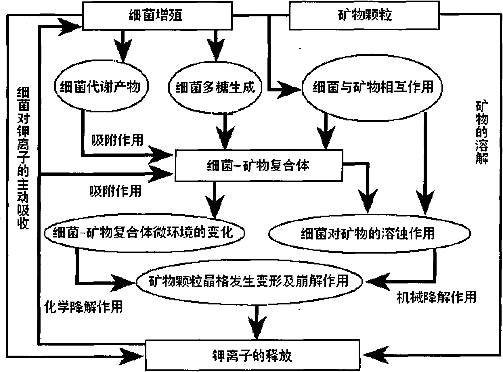 Composition and preparation method of compound fertilizer special for fruit tree