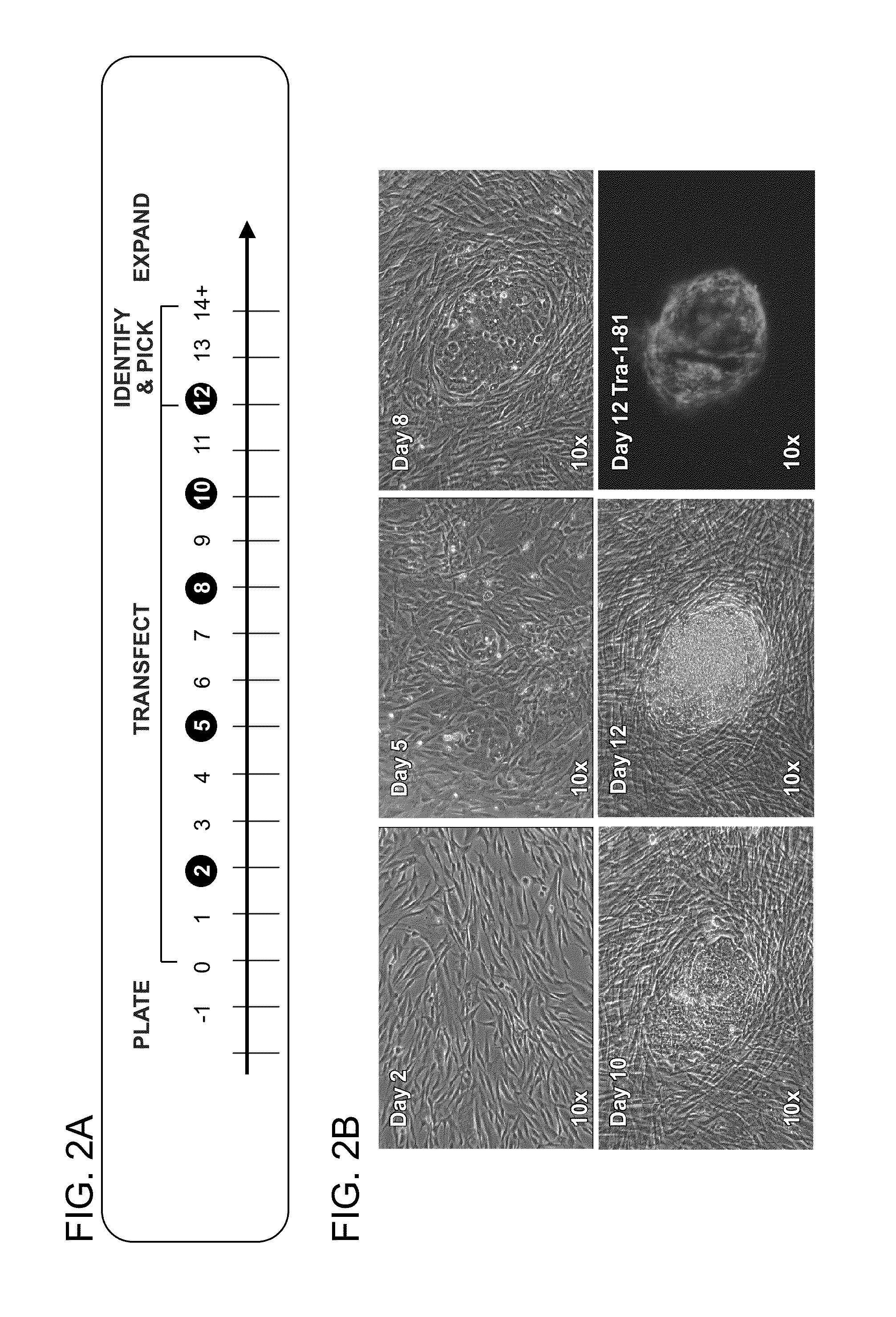 Methods of preparing pluripotent stem cells