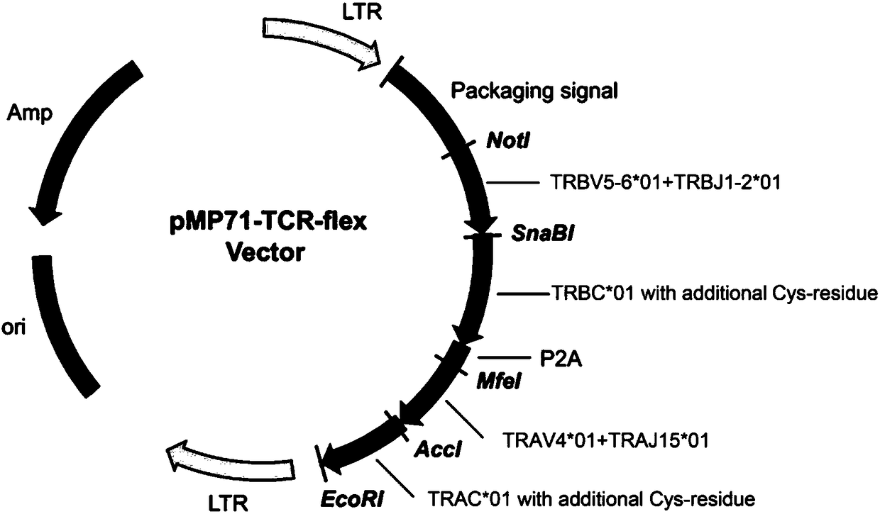 T cell receptor related to KRAS gene mutation