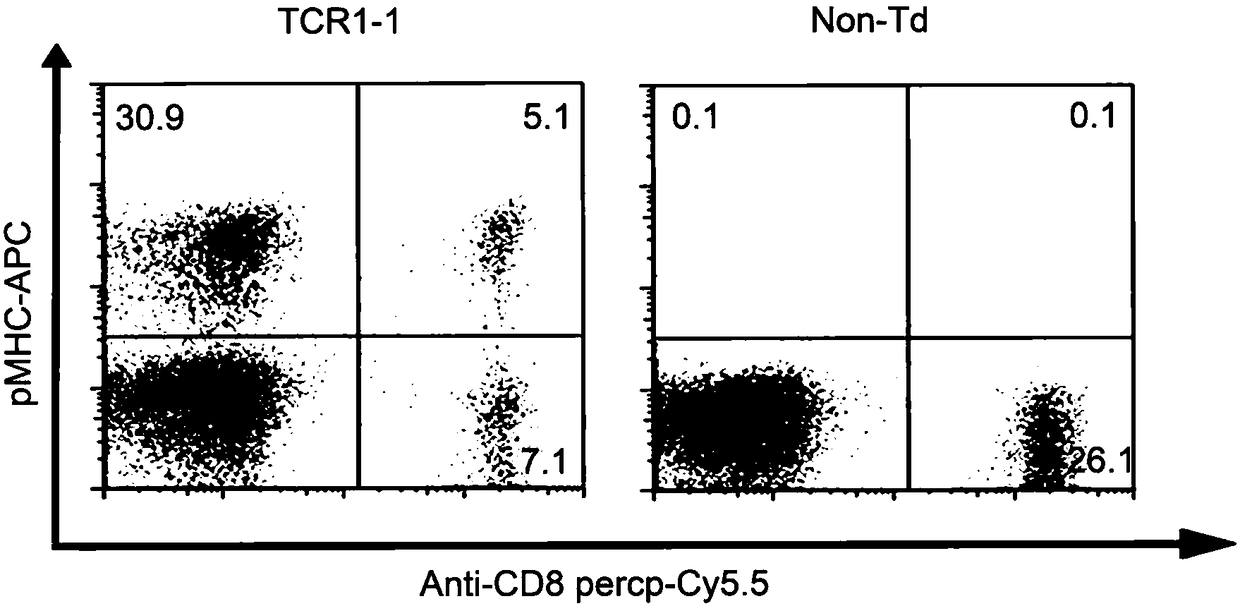 T cell receptor related to KRAS gene mutation