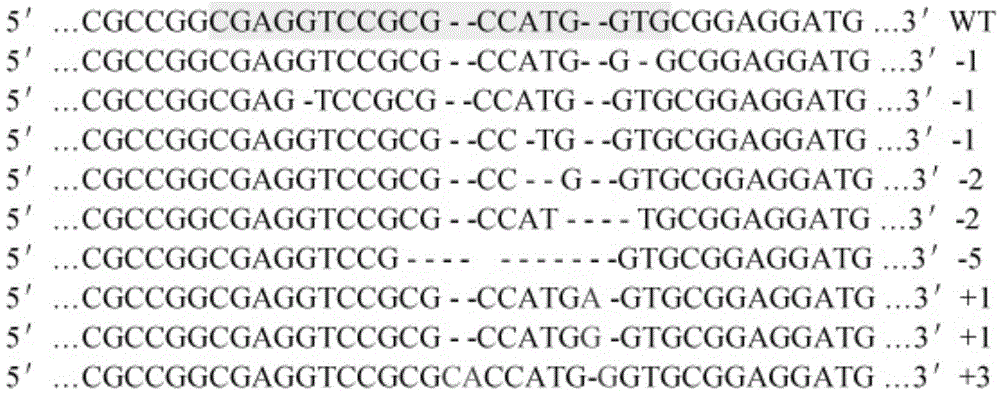 Backbone plasmid vector and application thereof