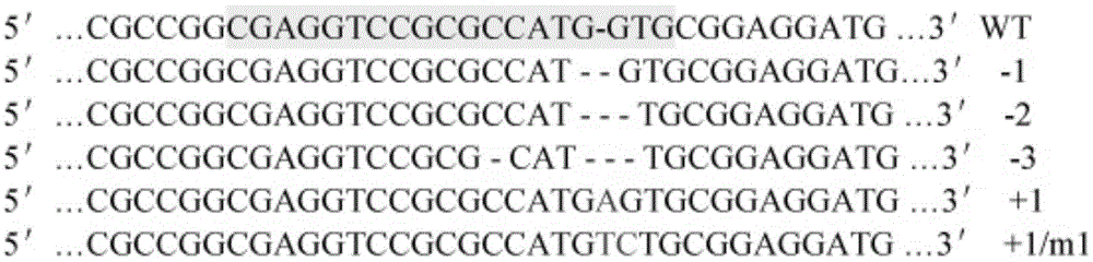 Backbone plasmid vector and application thereof