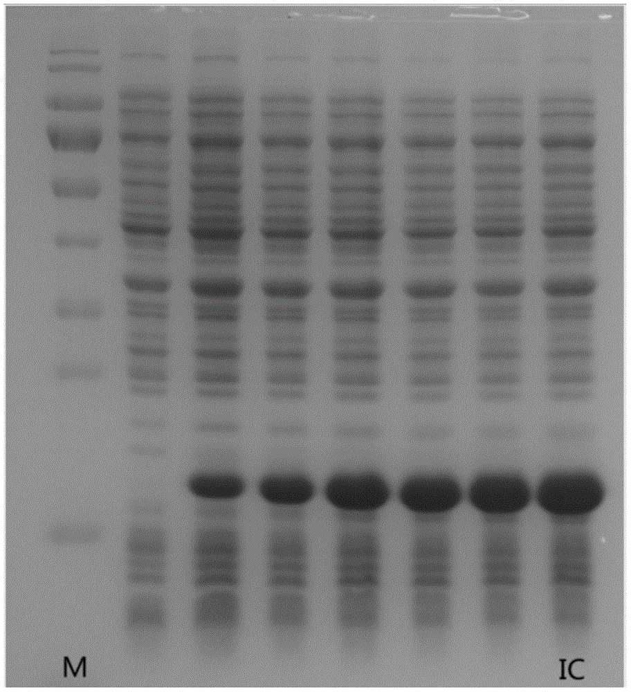 Lead-chelated immune compound, and preparation method and application of compound