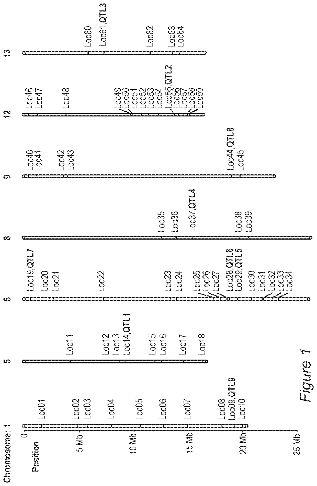 Sesame with high oil content and/or high yield