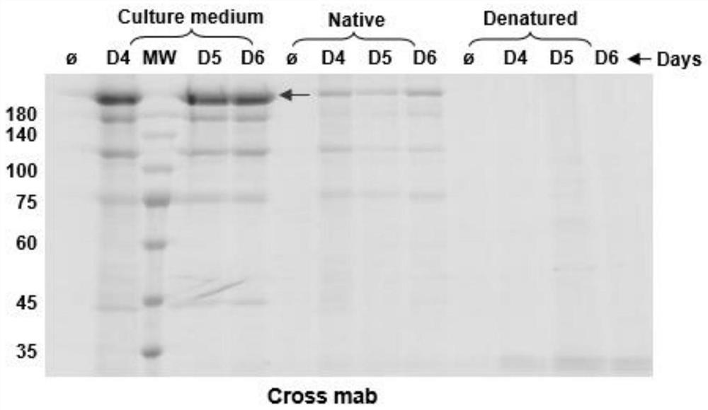 Bispecific fusion protein antibody for the treatment of intestinal cancer and its application